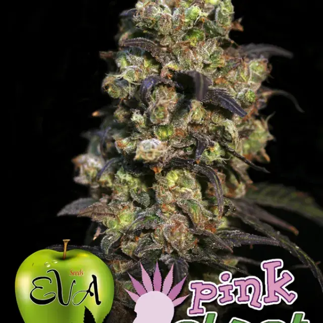 Pink Plant Feminised Cannabis Seeds