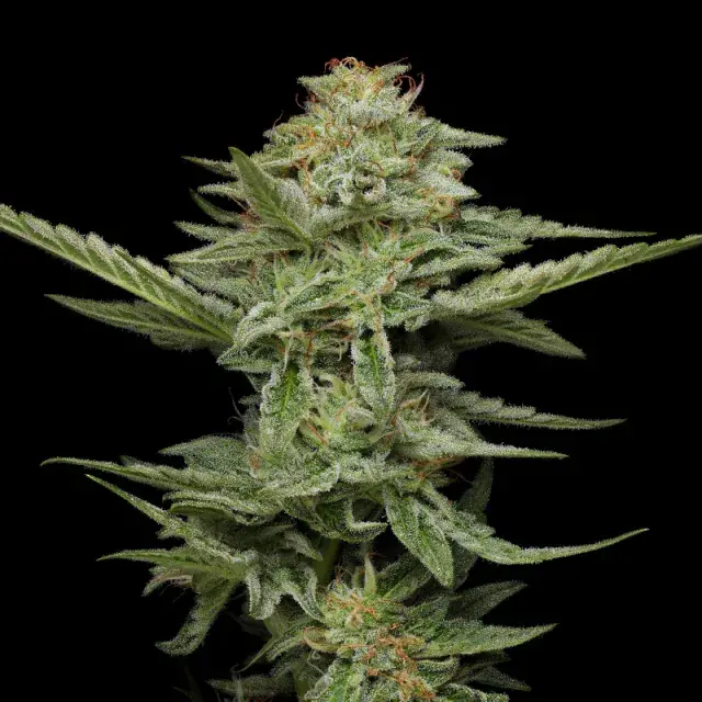 Pistachio Feminised Cannabis Seeds - Humboldt Seed Company
