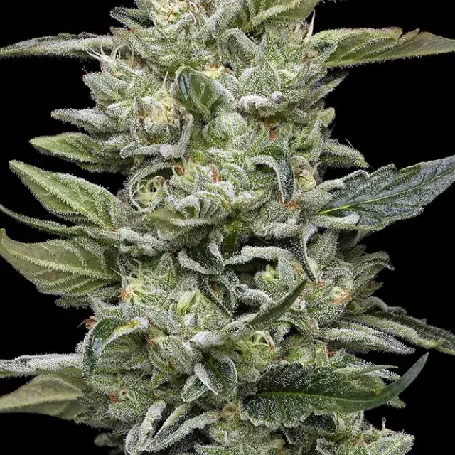 Honey Bear Feminised Cannabis Seeds - Humboldt Seed Company.