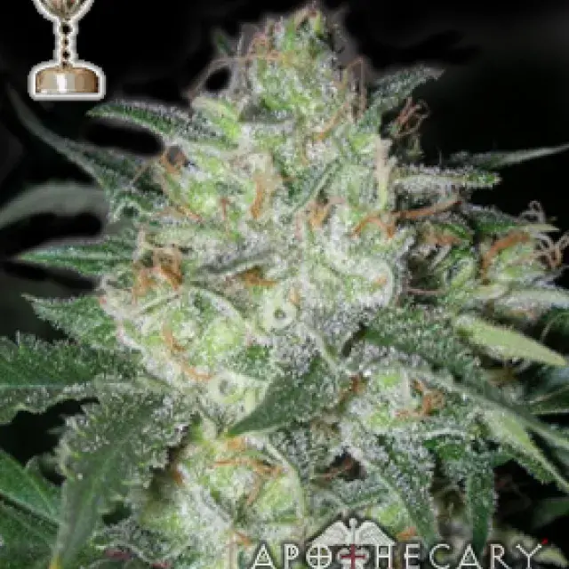 Buy Apothecary Genetics Platinum OG Regular Cannabis Seeds