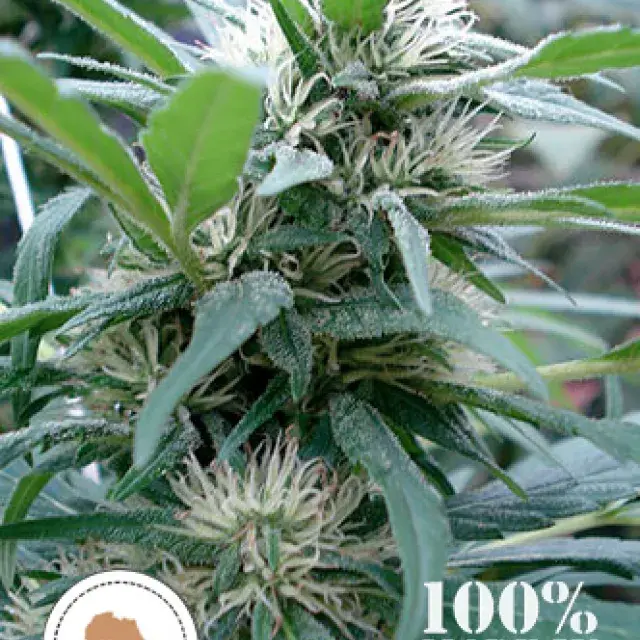 Apondo Mystic Regular Cannabis Seeds | Seeds of Africa