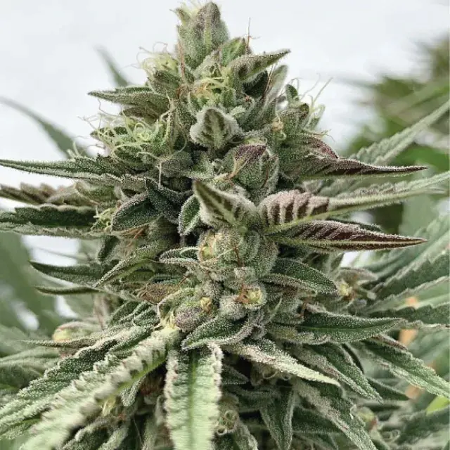 Humboldt Pound Cake Feminised Cannabis Seeds - Humboldt Seed Company