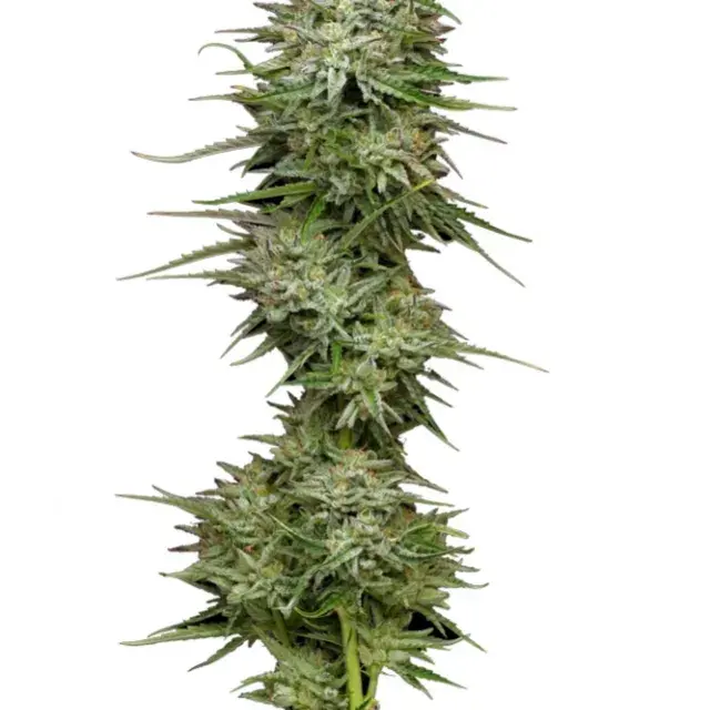 Pound Town Auto Feminised Cannabis Seeds - Humboldt Seed Company
