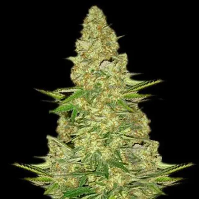 Power VIP Feminised Cannabis Seeds