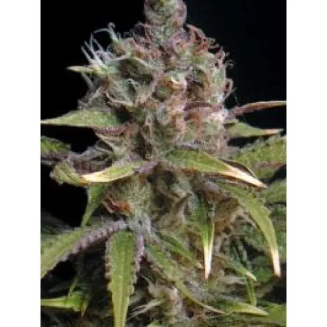 Power Africa Feminised Cannabis Seeds | Seedsman