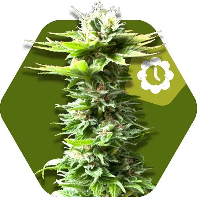 Power Kush Auto Feminised Cannabis Seeds | Zambeza Seeds