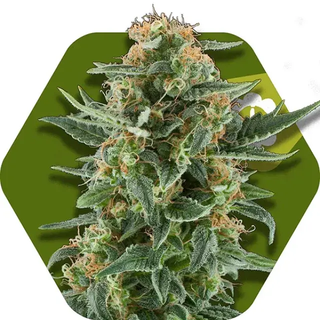 Power Plant XL Auto Feminised Seeds | Zambeza Seeds