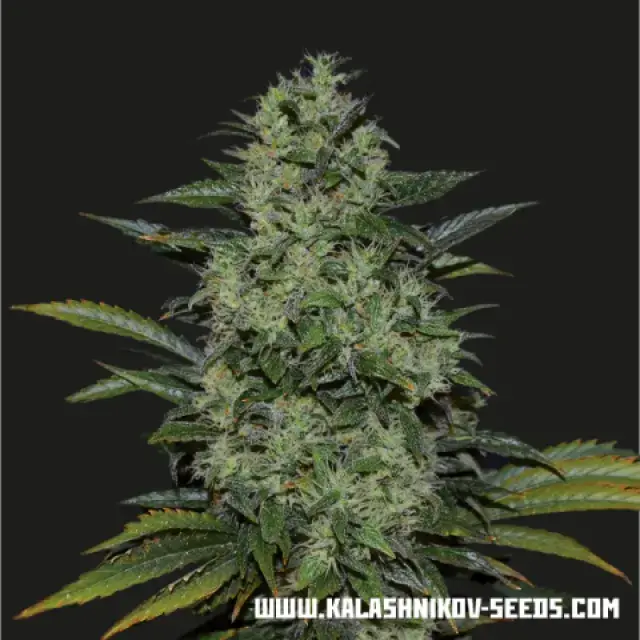 Power Russian Feminised Cannabis Seeds | Kalashnikov Seeds