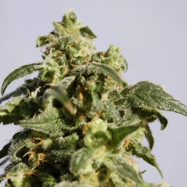 Skunk + Feminised Cannabis Seeds