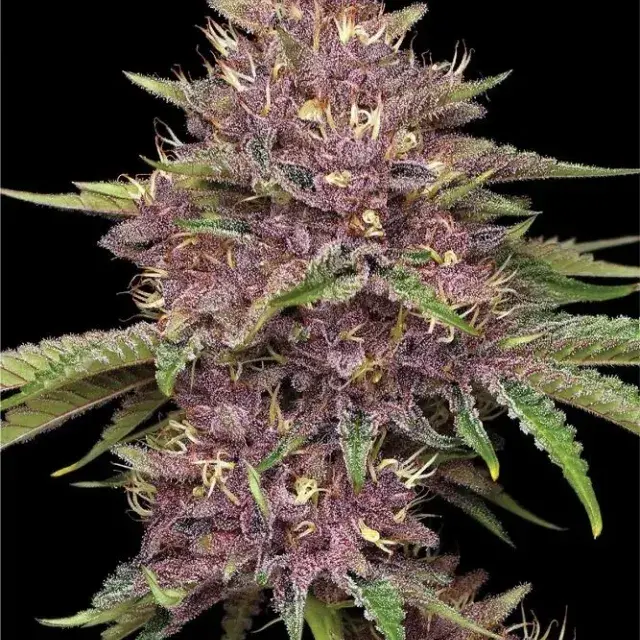 Purpz Cannabis Seeds | Humboldt Seeds Organisation.