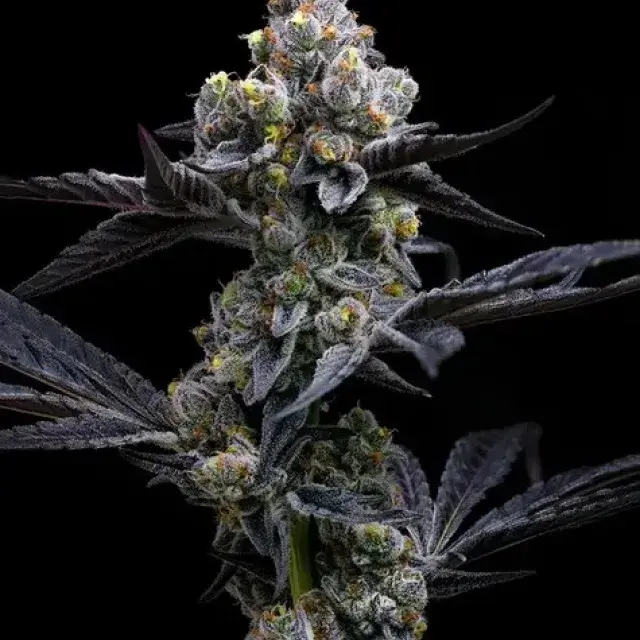 Sex: Feminised. Flowering Type: Photoperiod. Genetics: Girl Scout Cookies x Chemdawg. Genotype: Mostly Indica (90% Indica | 10% Sativa) Flowering Time: 63-70 Days. THC: Up to 30% CBD: Low. Yield: Indoors 600g/m2 | Outdoors 1500g/Plant.