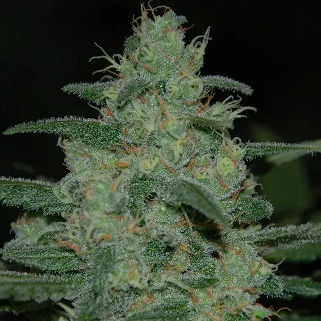 Pure Kush Feminised Cannabis Seeds | Medicann