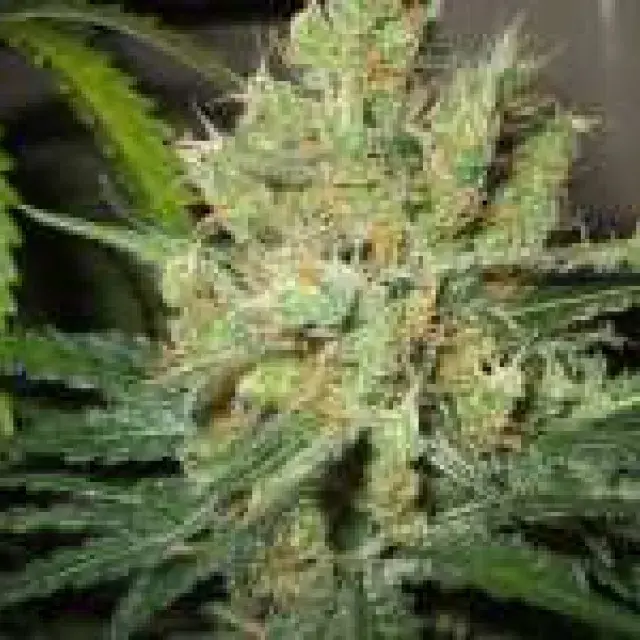 Pure Power Plant (PPP) Feminised Cannabis Seeds | Nirvana 