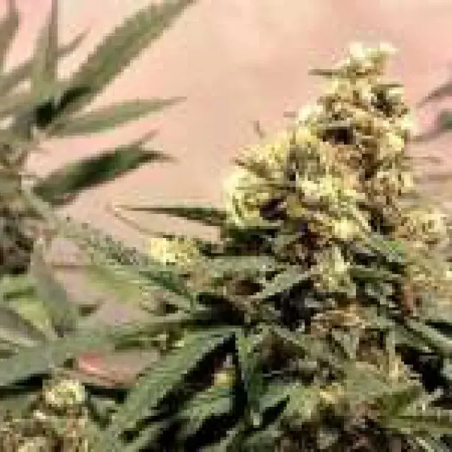  Pure Power Plant (PPP) Regular Cannabis Seeds | Nirvana