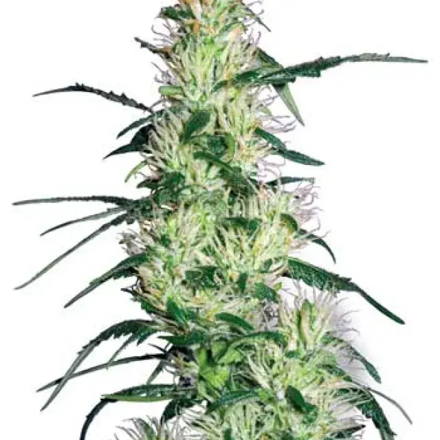Purple Haze Feminised Cannabis Seeds | White Label Seed Company