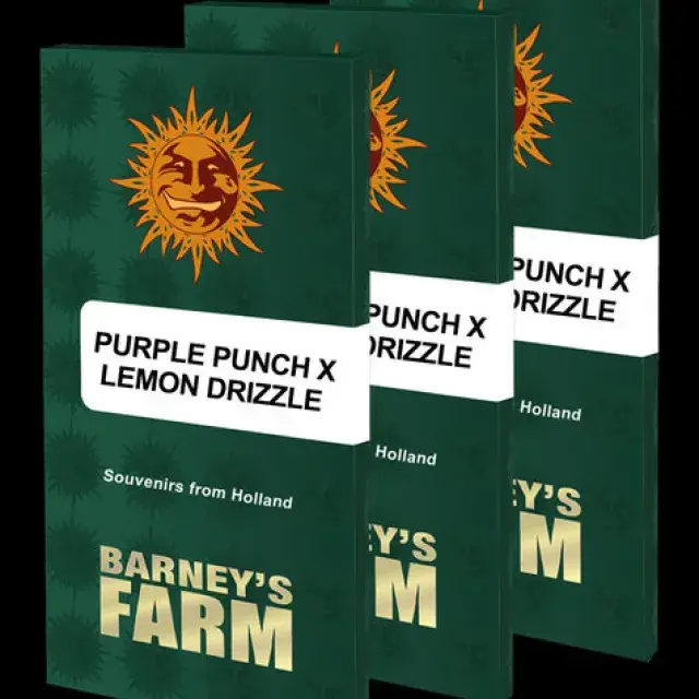 Purple Punch x Lemon Drizzle  Feminised Cannabis Seeds | Barney's Farm 