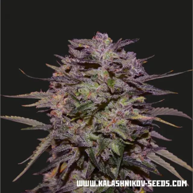 Purple Russian Express Feminised Cannabis Seeds | Kalashnikov Seeds