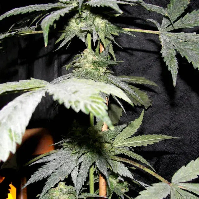 Purple Pineberry Regular Cannabis Seeds | Secret Valley