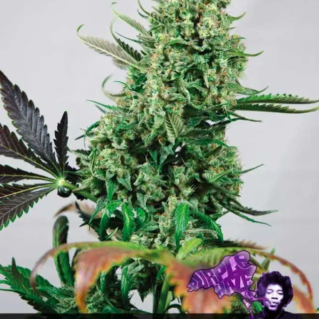 Purple Haze #1 Feminised Cannabis Seeds | Positronics