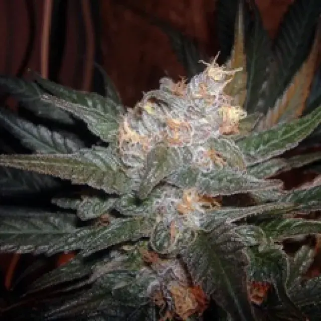 The Purps Feminised Cannabis Seeds | BC Bud Depot