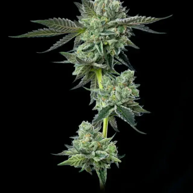 Blue Zushi Feminised Cannabis Seeds - Mavericks Seeds.