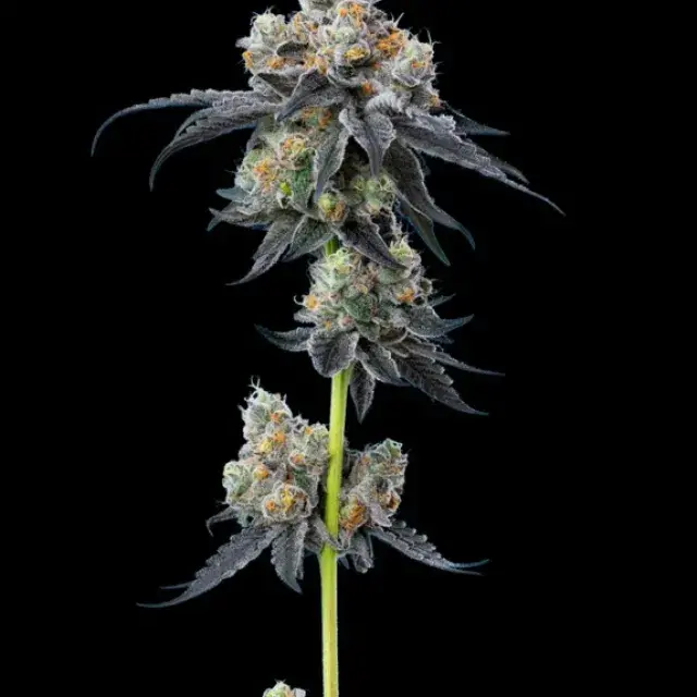 Gelato 33 Feminised Cannabis Seeds - Mavericks Seeds.