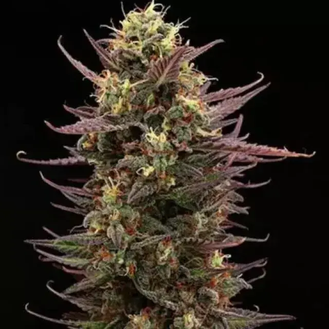 Superior Terp & Tonic Auto Feminised Cannabis Seeds | Seed Stockers.