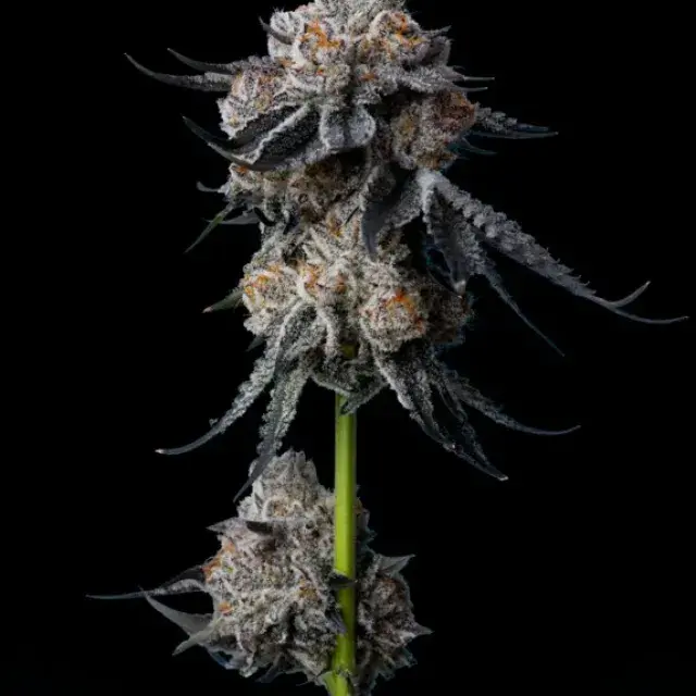 GG #4 Feminised Cannabis Seeds - Mavericks Seeds.