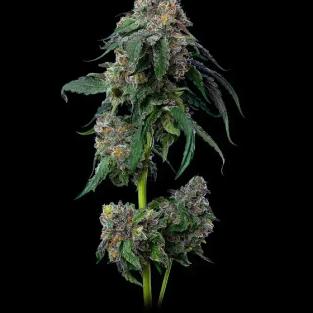 Gush Mints Feminised Cannabis Seeds - Mavericks Seeds.