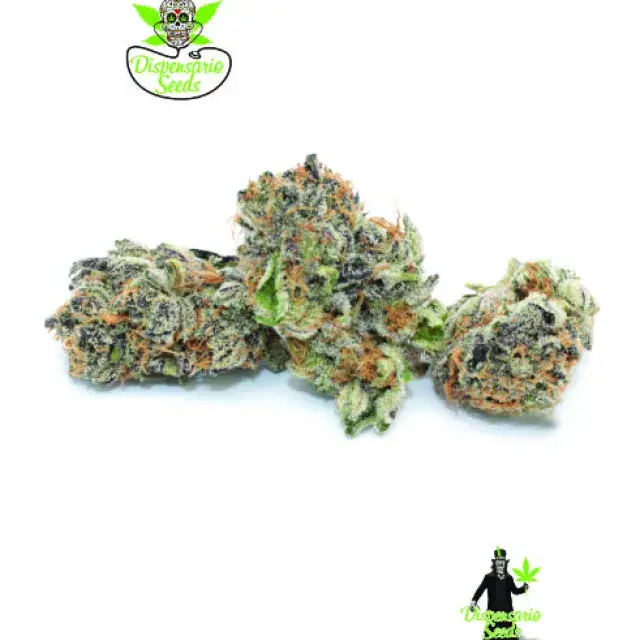 Rainbow Sherbet Feminised Cannabis Seeds | Dispensario Seeds