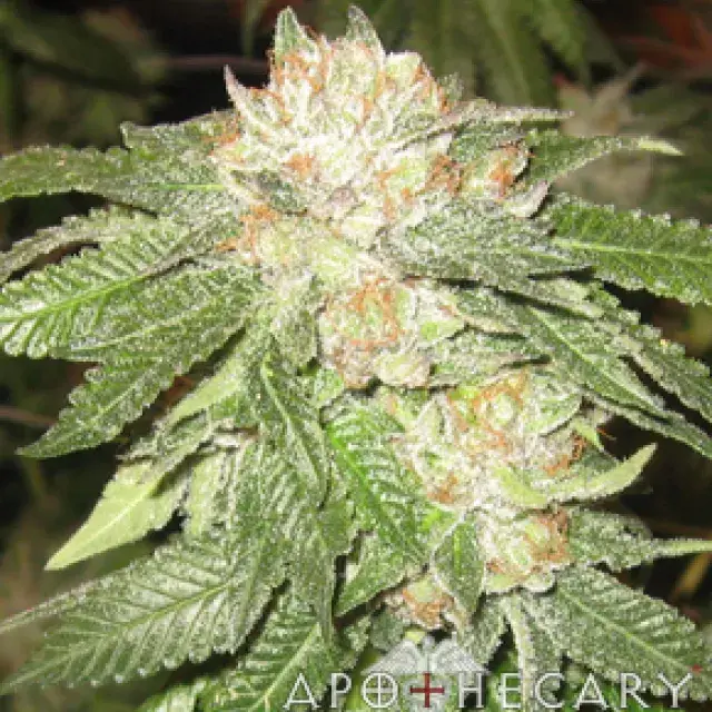 Rascal OG Regular Cannabis Seeds | Apothecary Genetics Seeds
