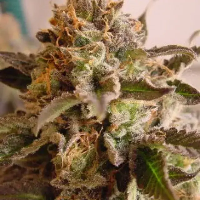 Rock Bud Regular Cannabis Seeds | Soma Seeds