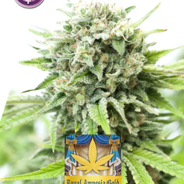 Royal Amnesia Gold Feminised Cannabis Seeds | Kera Seeds