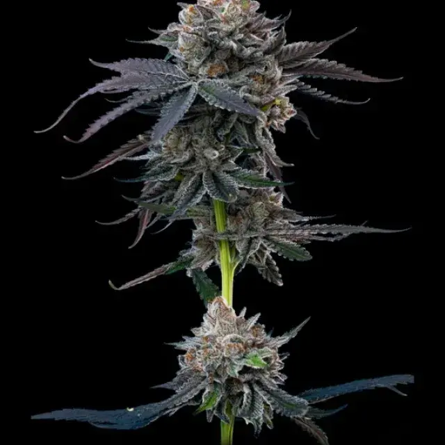 Cherry Runtz Feminised Cannabis Seeds - Mavericks Seeds.