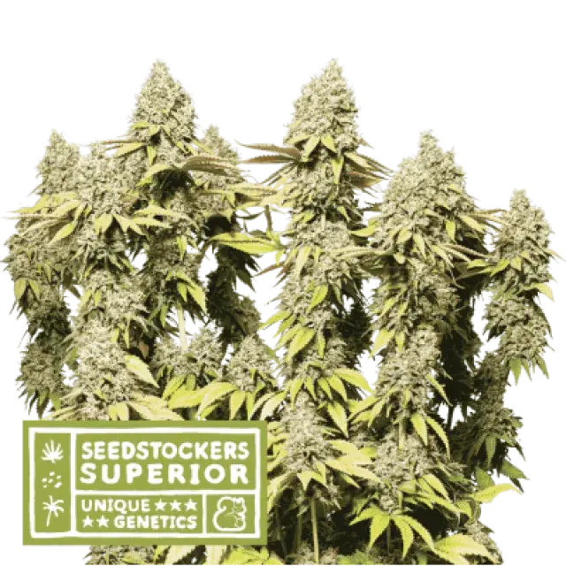 Rucu Rucu OG Auto Feminised Cannabis Seeds | Seed Stockers