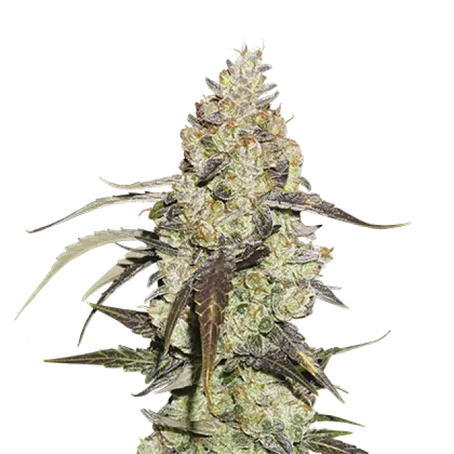 Runtz Feminised Cannabis Seeds | Seed Stockers