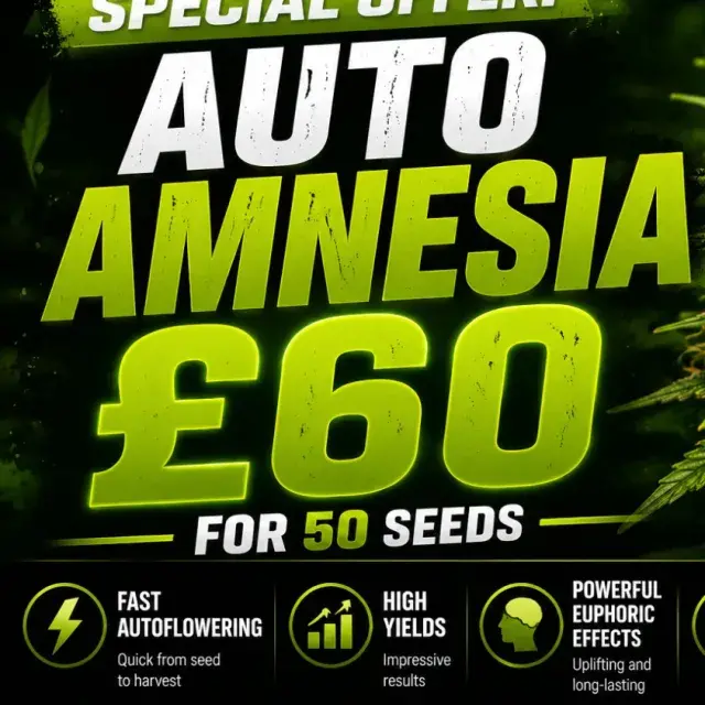 Auto Amnesia 50 Seed Pack | Discount Cannabis Seeds.