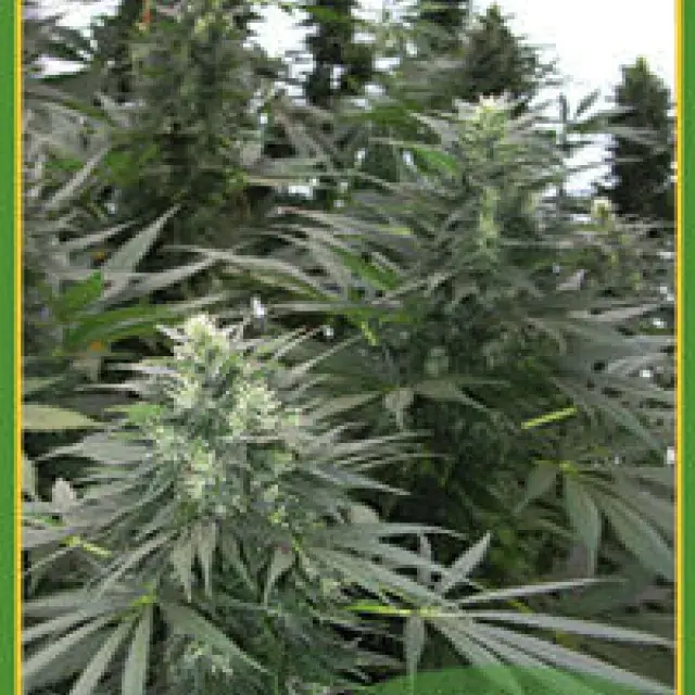 Safari Mix (20 seeds) Regular Cannabis Seeds