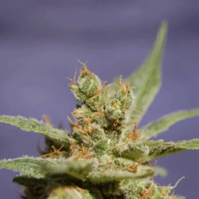 Rhode Island Skunk Feminised Cannabis Seeds | Sagarmartha Seeds