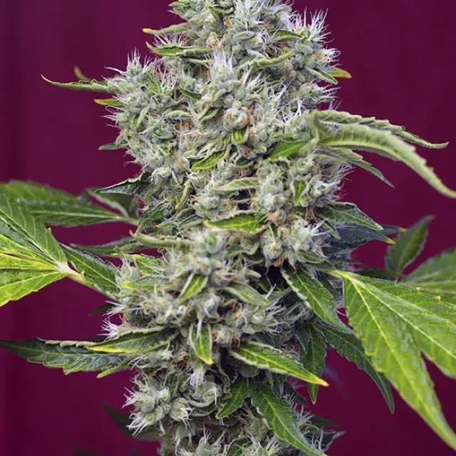 San Fernando Lemon Kush Feminised Cannabis Seeds | Sweet Seeds