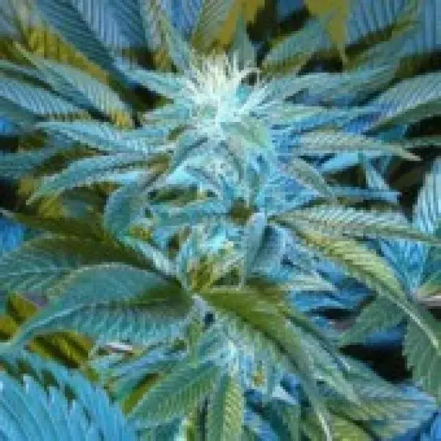 Sandstorm Feminised Cannabis Seeds
