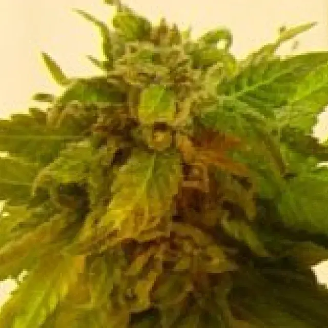 Sapphire Star Regular Cannabis Seeds