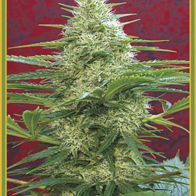 Satori Regular Cannabis Seeds | Mandala Seeds