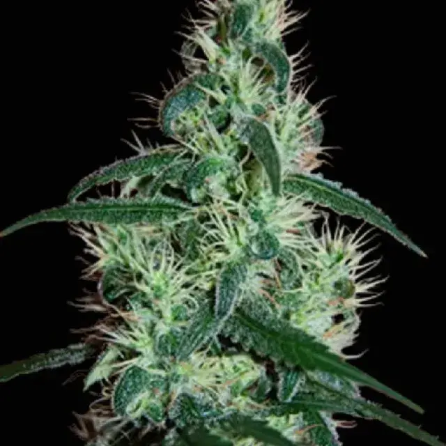 Blizzard Feminised Cannabis Seeds