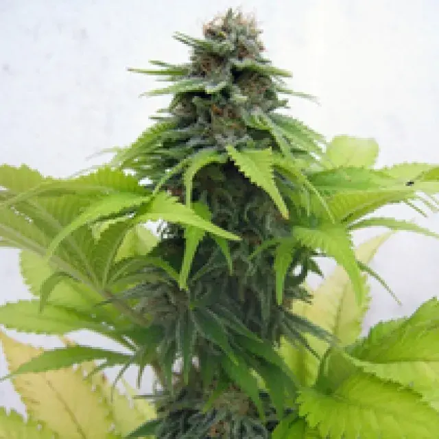 Cream Caramel Feminised Cannabis Seeds | Seedsman