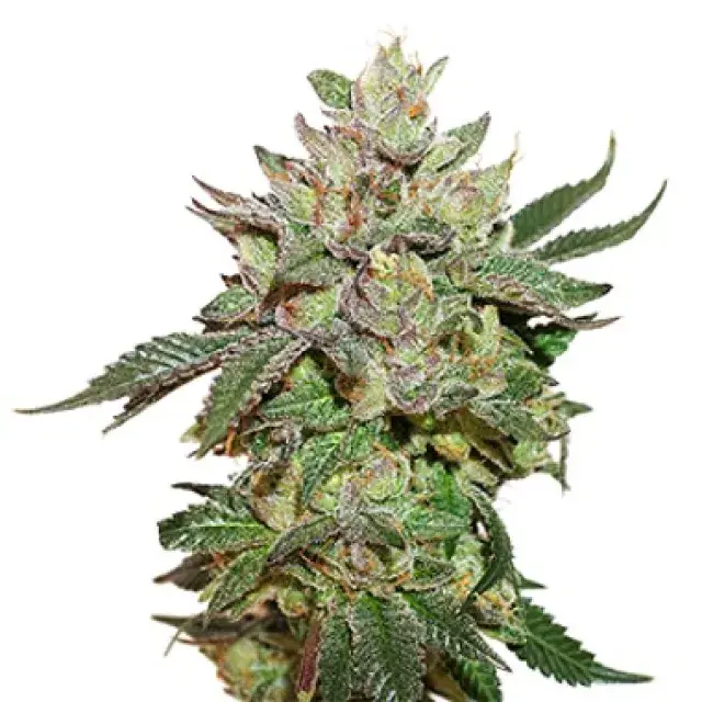 Wedding Cake Auto Feminised Cannabis Seeds - Power Strains