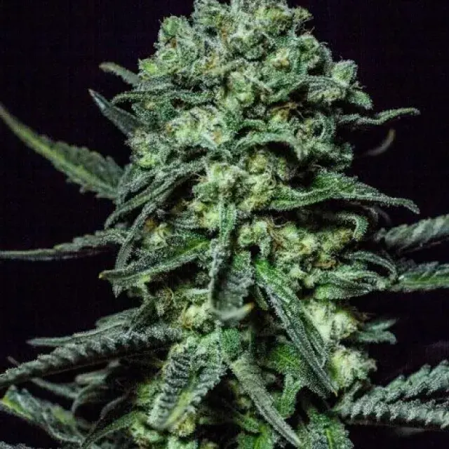 Muse Feminised Cannabis Seeds | R-Kiem Seeds