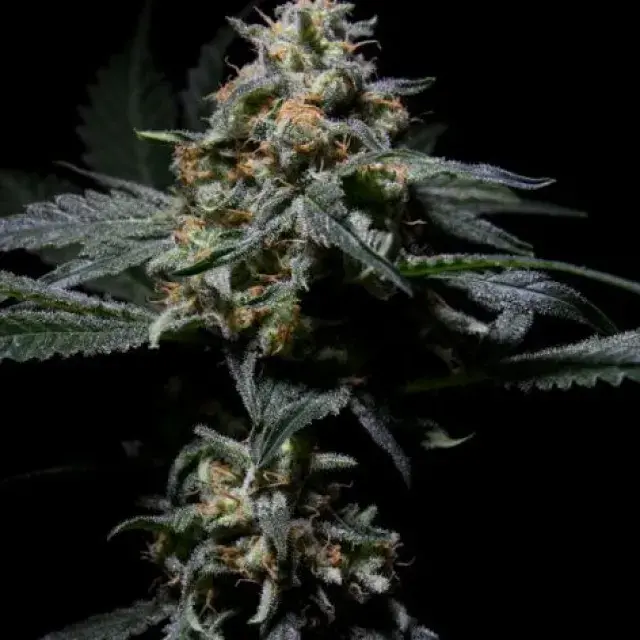 R-Kiem Regular Cannabis Seeds | R-Kiem Seeds
