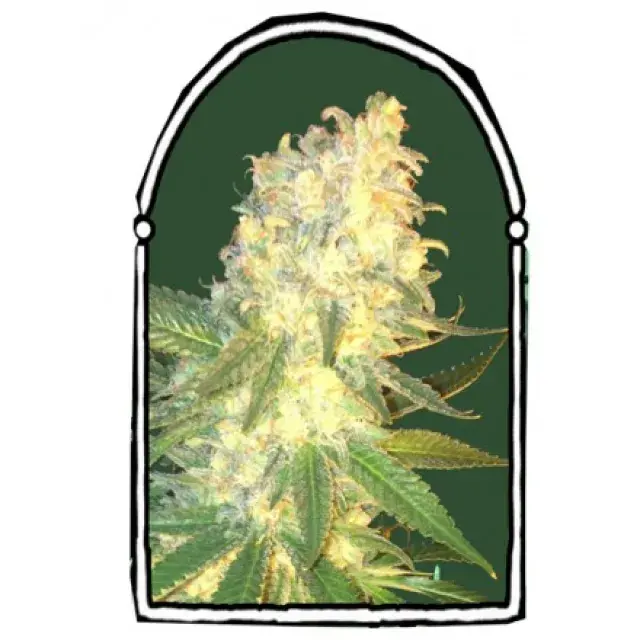 Mass Kush Feminised Cannabis Seeds | Kush Brothers