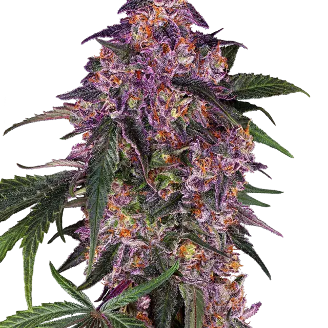 Sensi Purple Kush Feminised Cannabis Seeds - Sensi Seeds